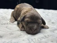 Mini Sheepadoodle, a female Miniature Goldendoodle for sale in Phoenix, AZ – Photo 3 of 6