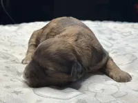 Mini Sheepadoodle, a female Miniature Goldendoodle for sale in Phoenix, AZ – Photo 4 of 6