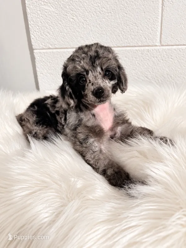 "Paisley" Merle Female  – Poodle - Toy , Poodle - Miniature  puppy for sale in Phoenix, AZ