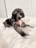 "Paisley" Merle Female , a female Poodle - Toy  and Poodle - Miniature  for sale in Phoenix, AZ – 1 of 3
