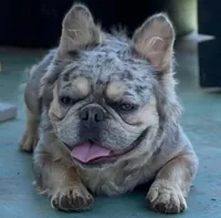 Fluffy Frenchie, a male French Bulldog for sale in Phoenix, AZ – 7 of 8