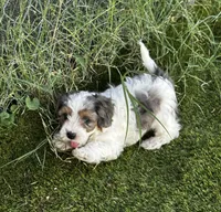 Ruger, a male Maltipoo for sale in Phoenix, AZ – Photo 6 of 9