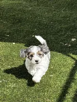 Ruger, a male Maltipoo for sale in Phoenix, AZ – Photo 5 of 9