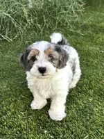 Ruger, a male Maltipoo for sale in Phoenix, AZ – Photo 4 of 9