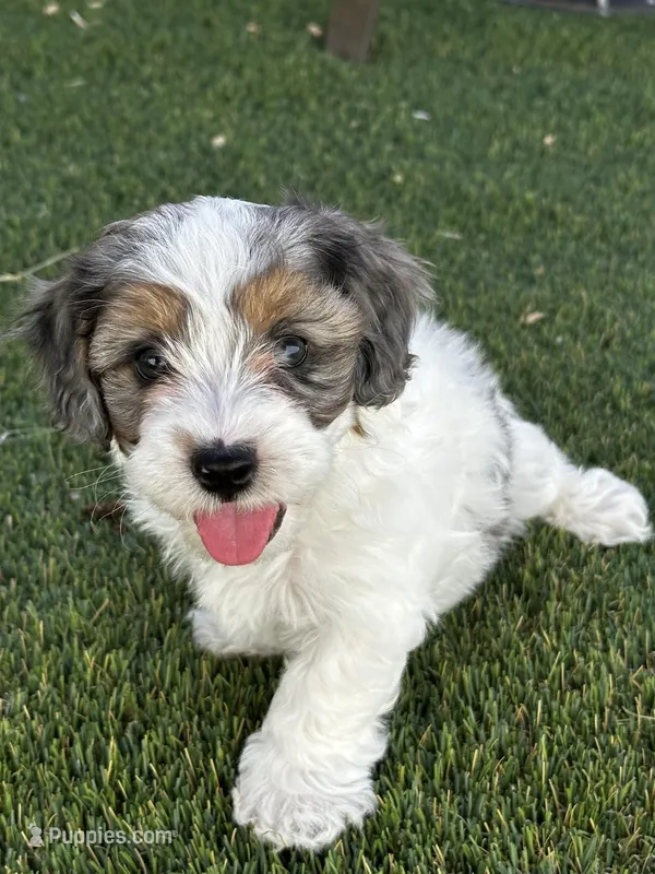 Ruger – Maltipoo puppy for sale in Phoenix, AZ