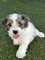Ruger, a male Maltipoo for sale in Phoenix, AZ – Photo 1 of 9