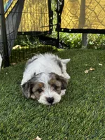 Ruger, a male Maltipoo for sale in Phoenix, AZ – Photo 7 of 9