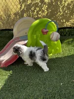 Ruger, a male Maltipoo for sale in Phoenix, AZ – Photo 9 of 9