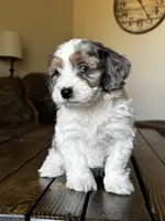 Ruger, a male Maltipoo for sale in Phoenix, AZ – Photo 2 of 9
