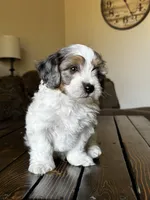 Ruger, a male Maltipoo for sale in Phoenix, AZ – Photo 3 of 9