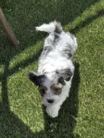 Ruger, a male Maltipoo for sale in Phoenix, AZ – Photo 8 of 9