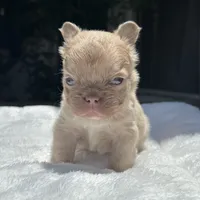 Fluffy New Shade Isabella Fawn, a female French Bulldog for sale in Phoenix, AZ – 4 of 6