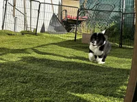 Standard Male , a male Sheepadoodle for sale in Phoenix, AZ – Photo 6 of 6