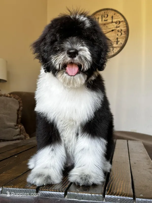 Standard Male  – Sheepadoodle puppy for sale in Phoenix, AZ