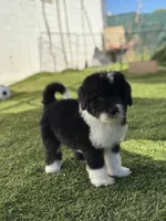 Standard Male , a male Sheepadoodle for sale in Phoenix, AZ – Photo 4 of 6