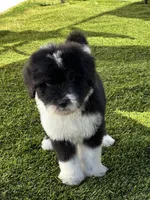 Standard Male , a male Sheepadoodle for sale in Phoenix, AZ – Photo 3 of 6