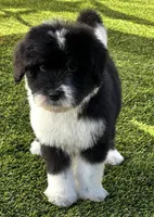 Standard Male , a male Sheepadoodle for sale in Phoenix, AZ – Photo 1 of 6