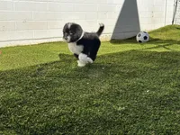 Standard Male , a male Sheepadoodle for sale in Phoenix, AZ – Photo 5 of 6