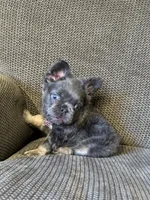 Mini- Reserved/upcoming litter, a female French Bulldog for sale in Phoenix, AZ – Photo 3 of 10