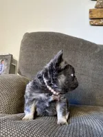 Mini- Reserved/upcoming litter, a female French Bulldog for sale in Phoenix, AZ – Photo 6 of 10