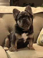 Mini- Reserved/upcoming litter, a female French Bulldog for sale in Phoenix, AZ – Photo 10 of 10