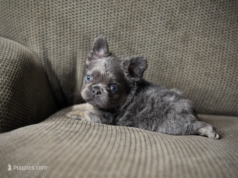 Mini- Reserved/upcoming litter, a female French Bulldog for sale in Phoenix, AZ – Photo 1 of 10