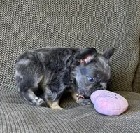 Mini- Reserved/upcoming litter, a female French Bulldog for sale in Phoenix, AZ – Photo 4 of 10