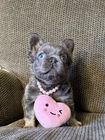 Mini- Reserved/upcoming litter, a female French Bulldog for sale in Phoenix, AZ – Photo 5 of 10