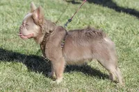 Mini- Reserved/upcoming litter, a female French Bulldog for sale in Phoenix, AZ – Photo 7 of 10