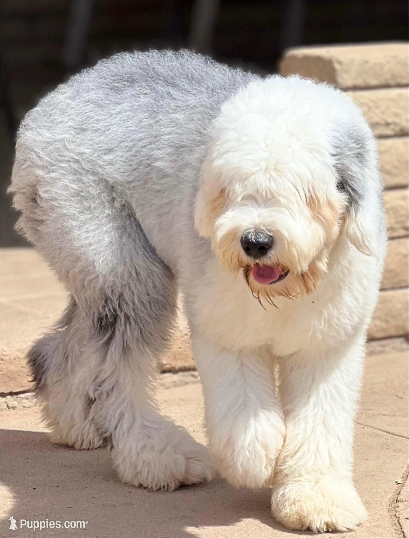 Female Sheepadoodle, a female Sheepadoodle for sale in Phoenix, AZ – 6 of 7
