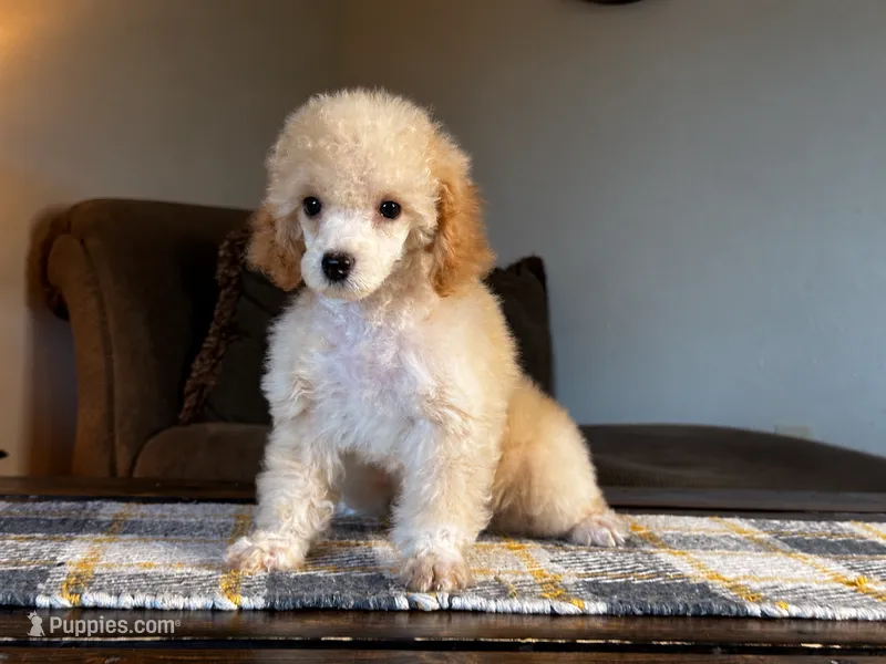 "Honey" Apricot Female – Poodle - Toy , Poodle - Miniature  puppy for sale in Phoenix, AZ