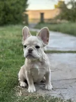 Fluffy New Shade Isab Producer, a female French Bulldog for sale in Phoenix, AZ – Photo 3 of 8