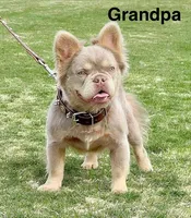 Fluffy New Shade Isab Producer, a female French Bulldog for sale in Phoenix, AZ – Photo 7 of 8