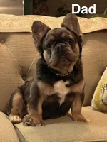 Fluffy New Shade Isab Producer, a female French Bulldog for sale in Phoenix, AZ – Photo 6 of 8