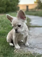 Fluffy New Shade Isab Producer, a female French Bulldog for sale in Phoenix, AZ – Photo 2 of 8