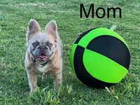 Fluffy New Shade Isab Producer, a female French Bulldog for sale in Phoenix, AZ – Photo 5 of 8