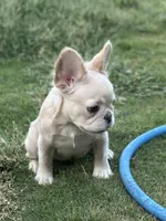 Fluffy New Shade Isab Producer, a female French Bulldog for sale in Phoenix, AZ – Photo 4 of 8