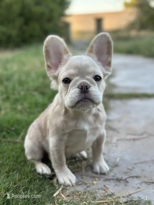 Fluffy New Shade Isab Producer