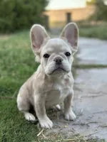 Fluffy New Shade Isab Producer, a female French Bulldog for sale in Phoenix, AZ – Photo 1 of 8