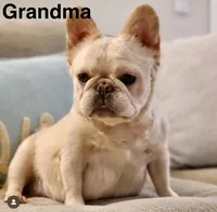 Fluffy New Shade Isab Producer, a female French Bulldog for sale in Phoenix, AZ – Photo 8 of 8