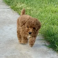 AKC "Loralai"  🎀 🩷 🍓, a female Poodle - Toy  for sale in Phoenix, AZ – Photo 4 of 4