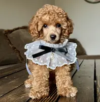 AKC "Loralai"  🎀 🩷 🍓, a female Poodle - Toy  for sale in Phoenix, AZ – Photo 3 of 4