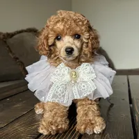 AKC "Loralai"  🎀 🩷 🍓, a female Poodle - Toy  for sale in Phoenix, AZ – Photo 1 of 4