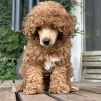 AKC "Loralai"  🎀 🩷 🍓, a female Poodle - Toy  for sale in Phoenix, AZ – Photo 2 of 4