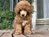 AKC "Loralai"  🎀 🩷 🍓, a female Poodle - Toy  for sale in Phoenix, AZ – Photo 2 of 4