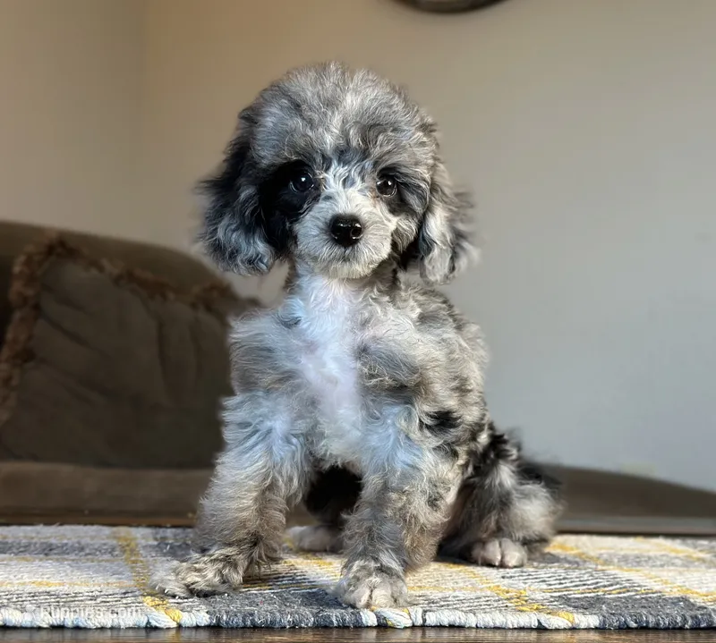 "Paisley" Merle Female  – Poodle - Toy , Poodle - Miniature  puppy on hold in Phoenix, AZ