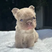 Fluffy New Shade Isabella Fawn, a female French Bulldog for sale in Phoenix, AZ – 2 of 6