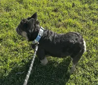 Fluffy Frenchie, a male French Bulldog for sale in Phoenix, AZ – 4 of 8