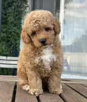 AKC Toy Poodle 🩵, a male Poodle - Toy  for sale in Phoenix, AZ – Photo 1 of 4