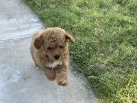 AKC Toy Poodle 🩵, a male Poodle - Toy  for sale in Phoenix, AZ – Photo 4 of 4